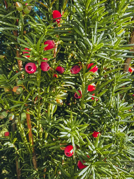 Yew tree branches with red berries and green leaves, close up