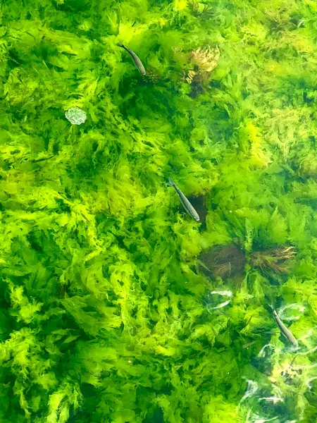 Green algae on the surface of the water in the pond. Top view.