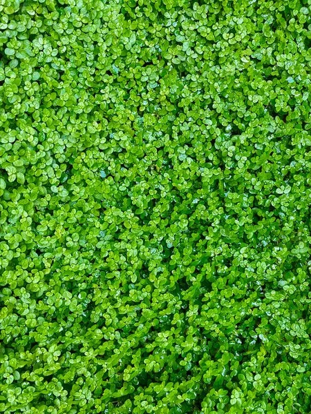 Yeşil çimen arka plan dokusu. Küçük yeşil yaprakların üst görünümü.