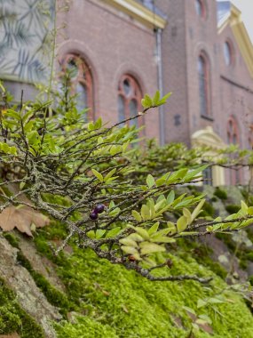 Eski bir kilisenin önünde böğürtlenli bir çalılık.