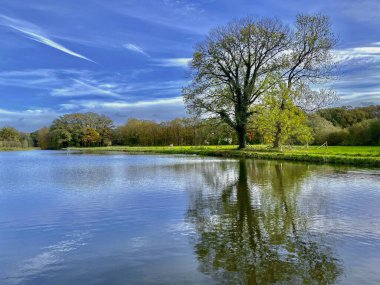 Mavi gökyüzü ve bulutları olan bir gölün kıyısında ağaçlar