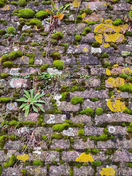 Old brick wall with green moss and fern. Background texture.