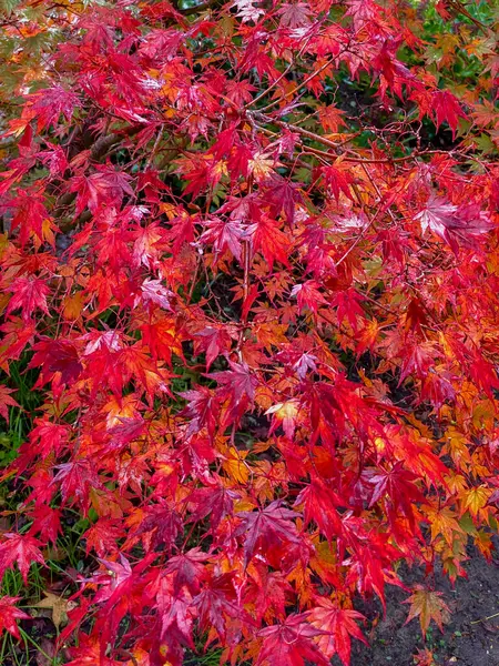 Maple leaves in autumn, Japan. Red maple leaves in autumn.