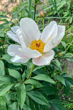 Bahçedeki yeşil yapraklı beyaz şakayık çiçeği