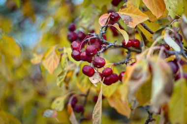Ağacın üzerinde yaban elması ya da Malus eryngii