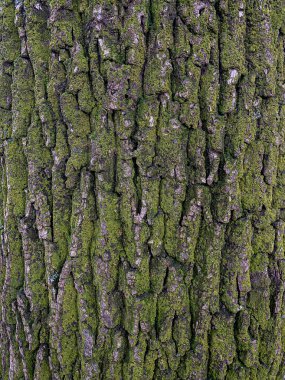 Yeşil yosun kaplı yaşlı bir ağacın kabuğu. Doğal arkaplan