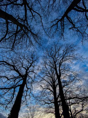 Mavi gökyüzüne karşı çıplak ağaçların silueti, doğa serisi.