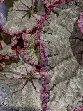 Begonya yapraklarını kapat (Begonya sempervirenleri)