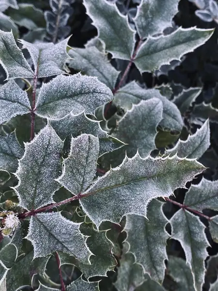 The leaves of the ilex water treatment plant are covered with frost.