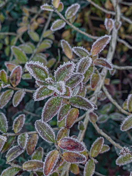 Frost on leaves of a rose bush in the winter forest.