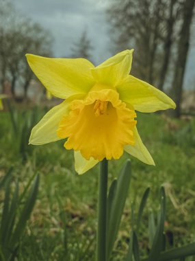 Sarı nergis (Narcissus pseudonarcissus). Güzel çiçek.