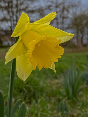 Sarı nergis (Narcissus pseudonarcissus). Sarı çiçek. 