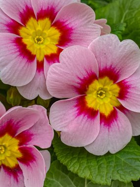 Pembe çuha çiçeği (primula vulgaris) çiçeklerini kapatın