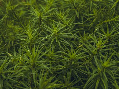 Kenevir bitkisinin yeşil yaprakları. Doğal arka plan. Seçici odak.