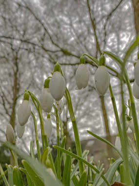 Arka planda bulutlu bir gökyüzü ile bahçede kar damlası çiçekleri