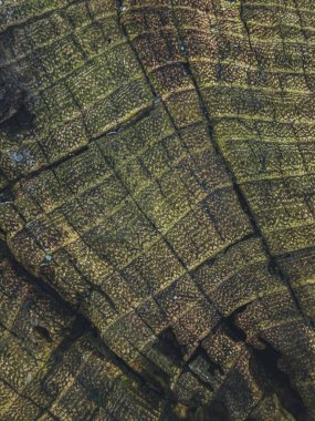 Bir timsah derisinin yüzeyini kapatın, doku arkaplanı