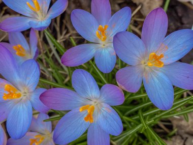 Bahar bahçesindeki güzel kır çiçekleri. Kapat..