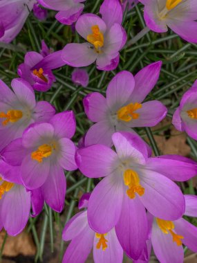 Bahçede açmakta olan mor kır çiçeklerini kapatın..