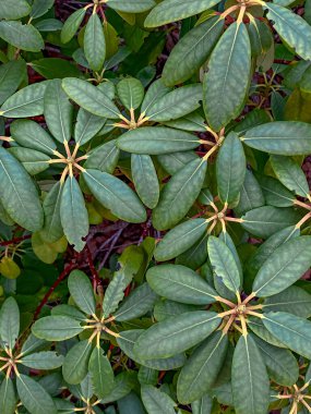 Arka planda yeşil rhododendron yaprakları, üst görünüm
