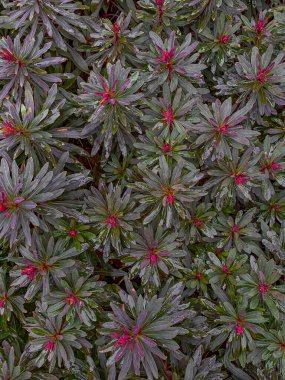 Bir rhododendron bitkisinin yeşil yaprakları ve kırmızı çiçekleri