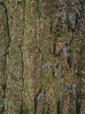 Yosun ve yosunlu ağaç kabuğu. Doğal arkaplan.