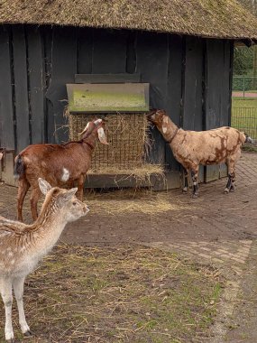 Hollanda 'da bir çiftlikte geyik ve keçi sürüsü. Bir geyik sürüsü