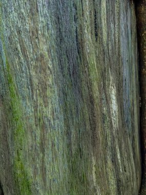 Ormandaki bir ağacın gövdesi. Soyut arkaplan ve doku.