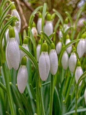 Bahar bahçesinde açan güzel beyaz kar damlası çiçekleri..