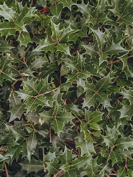 Holly leaves background, top view. Seasonal natural background.