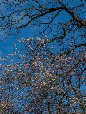 Baharda çiçek açan kiraz ağacının arkasında mavi gökyüzü var.
