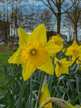 Nergisler (Narcissus pseudonarcissus). Sarı nergisler çiçek açtı. 