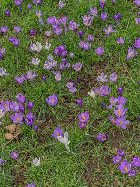Baharda çayırda mor ve beyaz timsahlar