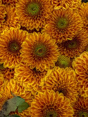 Portakal rengi kasımpatı çiçekleri arka planı kapatır. Seçici odak.