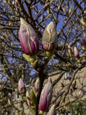 Bahar bahçesinde manolya çiçekleri, yakın plan, seçici odak