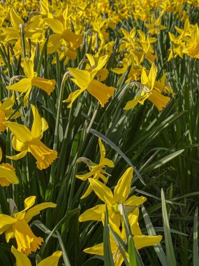 Baharda çiçek tarhında açan sarı nergisler.
