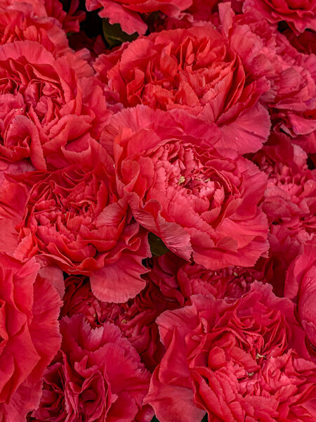 Background of red carnation flowers. Close-up. Top view.