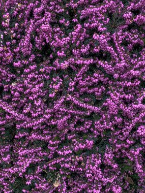 Bahçede açan pembe kenevir çiçekleri, yakın..