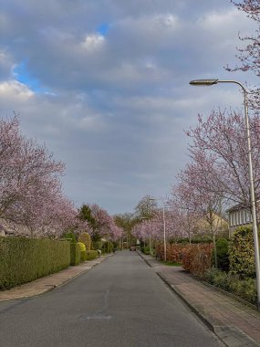 Hollanda 'da bir cadde boyunca kiraz çiçekleri açar.