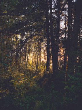 Ağaçların arasında parlayan güneşli bir orman..