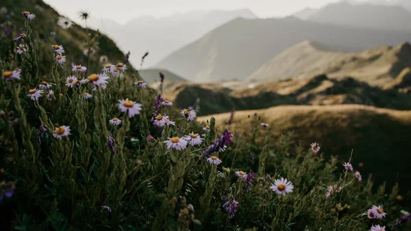 Beautiful wildflowers against a background of blurred mountains. Hillside. lilac flowers in green grass.  Caucasus mountains. Caucasian ridge.