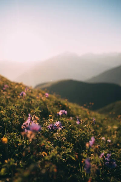 Bulanık dağların arka planında güzel kır çiçekleri. Hillside 'da. Yeşil çimenlikteki leylak çiçekleri. Kafkas dağları. Kafkas sırtı. Altın saat