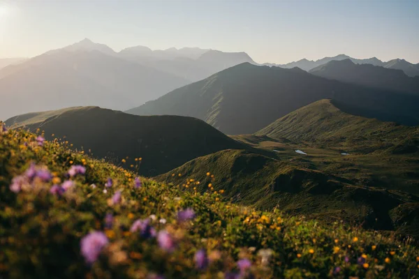 Blurred flowers against the background of mountains. Hillside. lilac flowers in green grass. Caucasus mountains. Caucasian ridge. A lot of hills.  Mountain peaks. Blue sky.