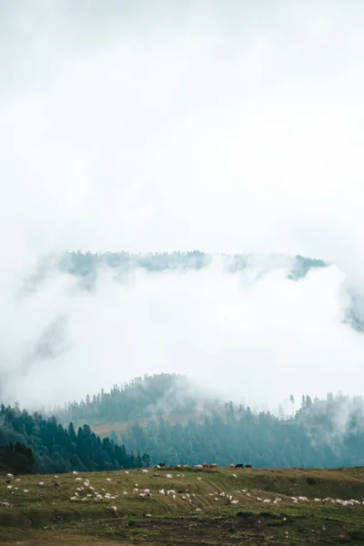 Kafkasya dağlarında sisli bir sabah, dağın zirvesini kaplayan bir bulut. Otlak, uzaklarda gezinen koyunlar. Tarla, çayır, yeşil ağaçlar. Bahar Yazı. Mavi gökyüzü. Panorama, dikey çerçeve.