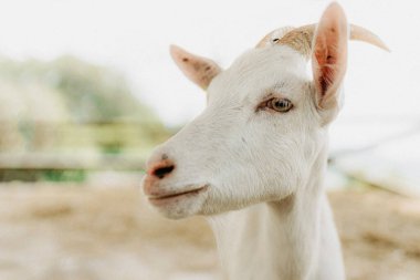 Çiftlikteki beyaz bir keçinin yakın çekimi. Küçük bir keçi portresi. Hayvan keçisi. Kameraya bakan iri gözlü ve boynuzlu canlı bir keçinin kafası. Site için ışık arkaplanı.