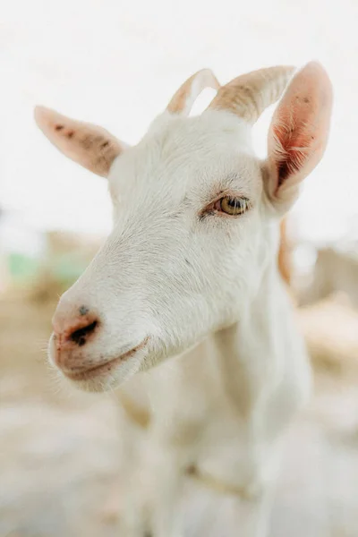 農場の白いヤギのクローズアップ ちょっとしたヤギの肖像画 動物のヤギ 大きな目と角を持つライブヤギの頭は カメラを見ています ライトバック — ストック写真