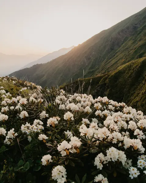 Many blooming rhododendrons grow in a clearing against the background of green, high, illuminated by the sunset light of the Caucasus mountains. White flowers on green grass in the mountains on a summer evening. Sun sets behind the mountain.