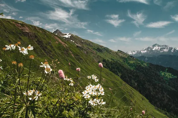 Dağlarda güzel alp çiçekleri. Yaz, mavi gökyüzü, doğa, flora, bistorta carnea çiçekleri ve deniz şakayığı. Krasnaya polyana, Sochi