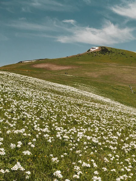 Beautiful landscape with mountain and alpine meadow flowers. White alpine Anemone flowers are located on a green meadow against the backdrop of low green hills.  Blue sky, highlands, nature, travel concept. Vertical shot.