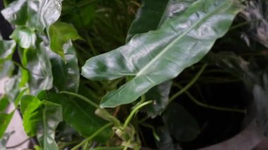 Suyun yaprakları Sümbül bitkisi rüzgarda dalgalanıyor.