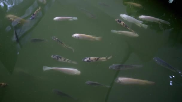 Ψάρια Κολυμπούν Στη Λίμνη Βρύα Φόντο Ζώων Ψαριών — Αρχείο Βίντεο